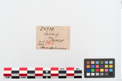 Etikett zu Bernsteinringperle (NHMW-PRAE-024739)